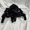 Plush Minky Spider
